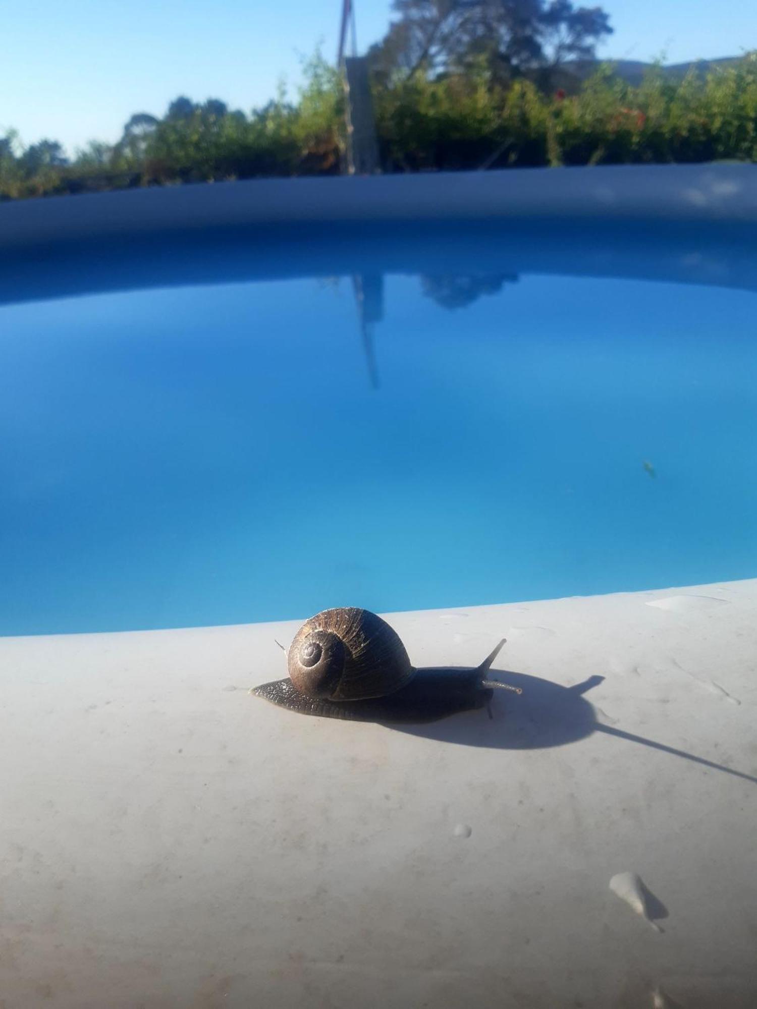 Casinha Nº461 Villa Vila Praia de Âncora Eksteriør billede